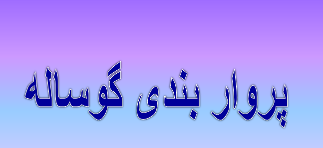 دانلود-پاورپوینت-پروار-بندی-گوساله